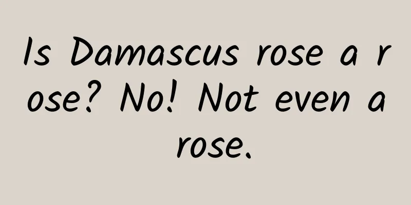 Is Damascus rose a rose? No! Not even a rose.