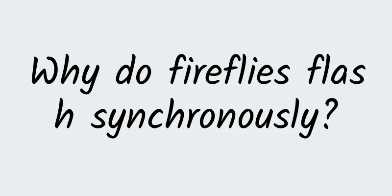 Why do fireflies flash synchronously?