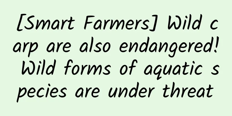 [Smart Farmers] Wild carp are also endangered! Wild forms of aquatic species are under threat