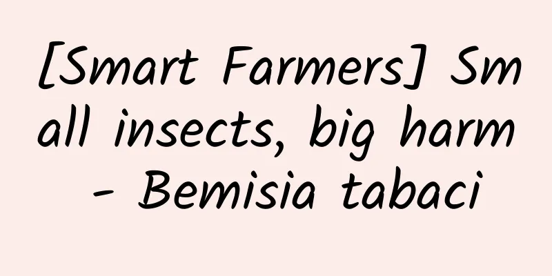 [Smart Farmers] Small insects, big harm - Bemisia tabaci