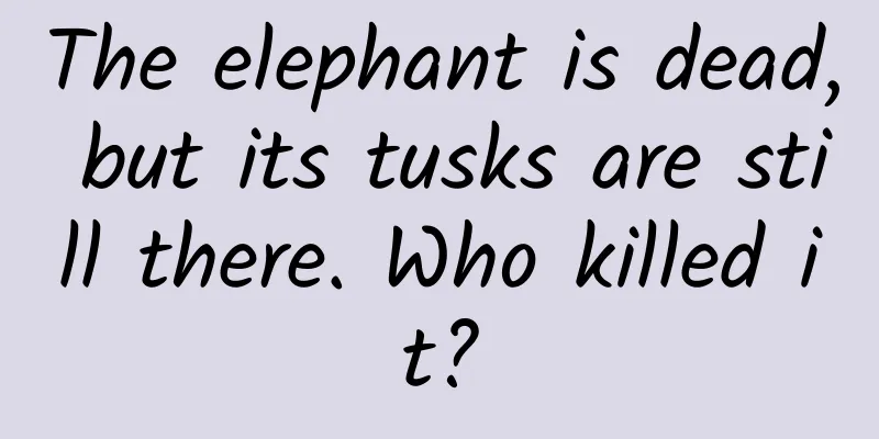 The elephant is dead, but its tusks are still there. Who killed it?