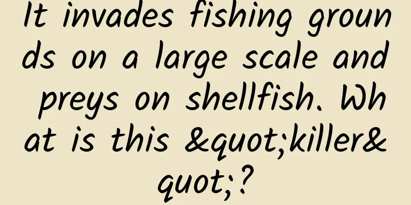 It invades fishing grounds on a large scale and preys on shellfish. What is this "killer"?