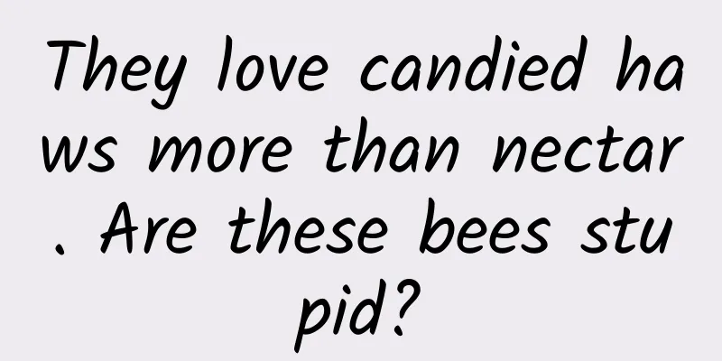 They love candied haws more than nectar. Are these bees stupid?