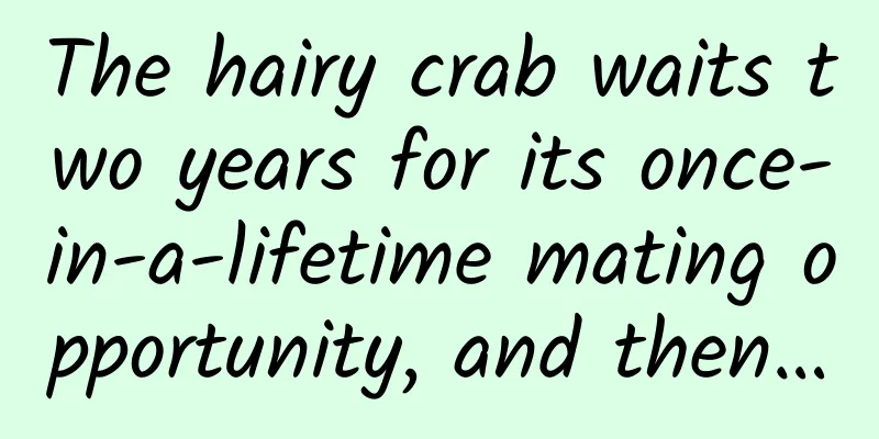 The hairy crab waits two years for its once-in-a-lifetime mating opportunity, and then…