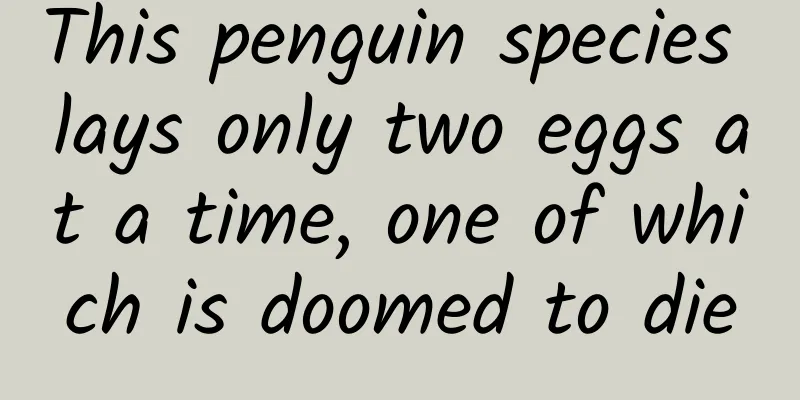 This penguin species lays only two eggs at a time, one of which is doomed to die