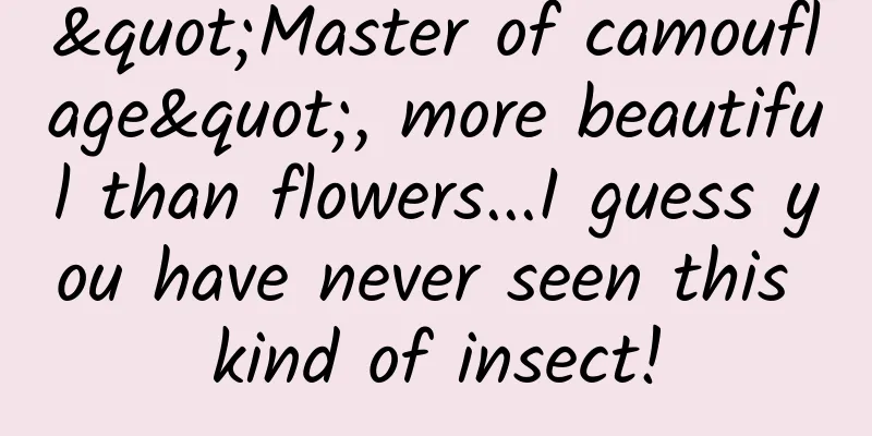 "Master of camouflage", more beautiful than flowers...I guess you have never seen this kind of insect!