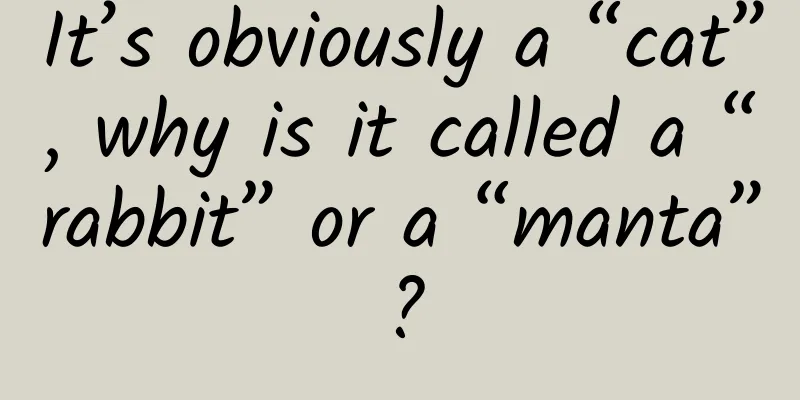 It’s obviously a “cat”, why is it called a “rabbit” or a “manta”?