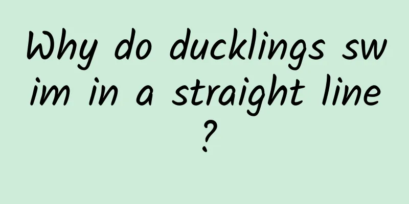 Why do ducklings swim in a straight line?