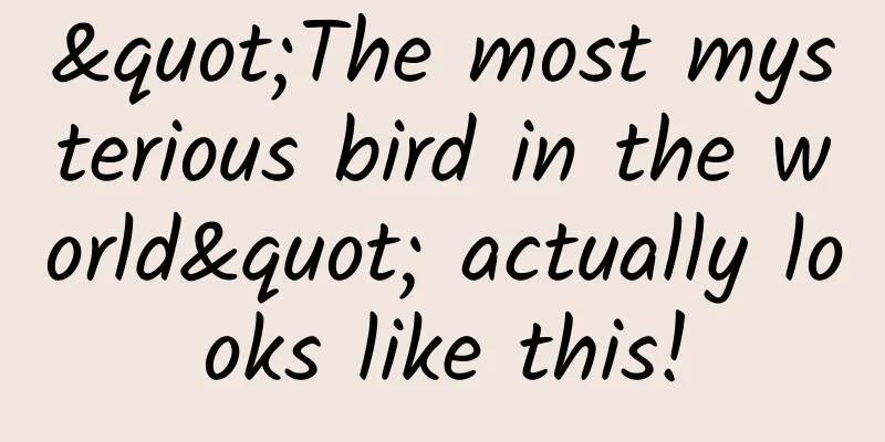 "The most mysterious bird in the world" actually looks like this!