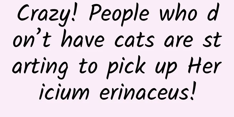 Crazy! People who don’t have cats are starting to pick up Hericium erinaceus!