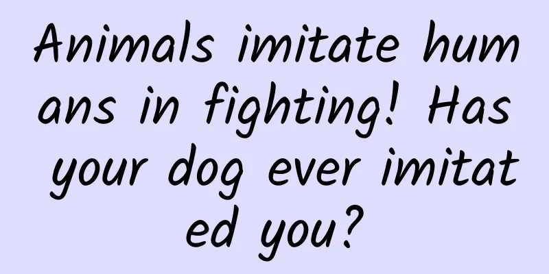 Animals imitate humans in fighting! Has your dog ever imitated you?