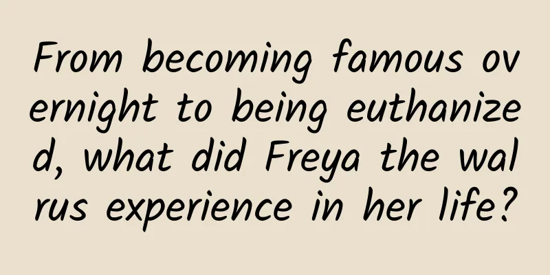 From becoming famous overnight to being euthanized, what did Freya the walrus experience in her life?