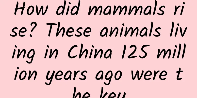 How did mammals rise? These animals living in China 125 million years ago were the key