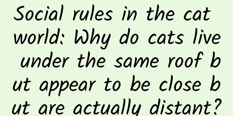 ​Social rules in the cat world: Why do cats live under the same roof but appear to be close but are actually distant?