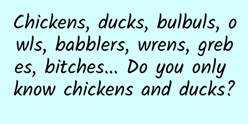 Chickens, ducks, bulbuls, owls, babblers, wrens, grebes, bitches... Do you only know chickens and ducks?