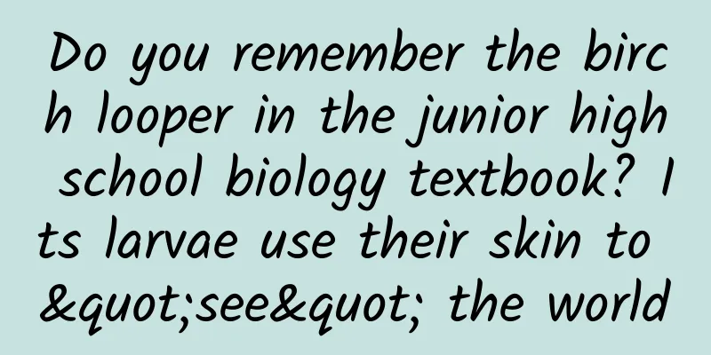 Do you remember the birch looper in the junior high school biology textbook? Its larvae use their skin to "see" the world