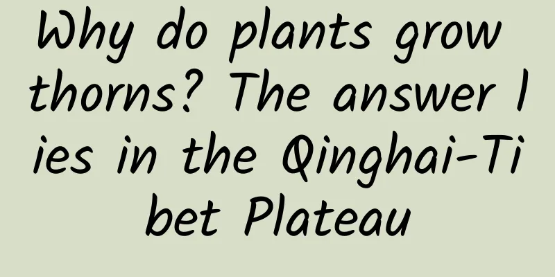 Why do plants grow thorns? The answer lies in the Qinghai-Tibet Plateau