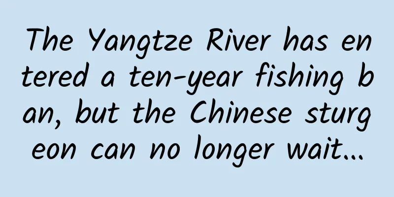 The Yangtze River has entered a ten-year fishing ban, but the Chinese sturgeon can no longer wait...