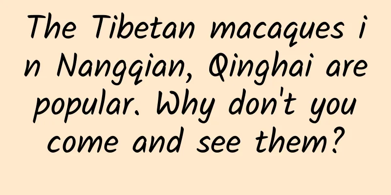 The Tibetan macaques in Nangqian, Qinghai are popular. Why don't you come and see them?