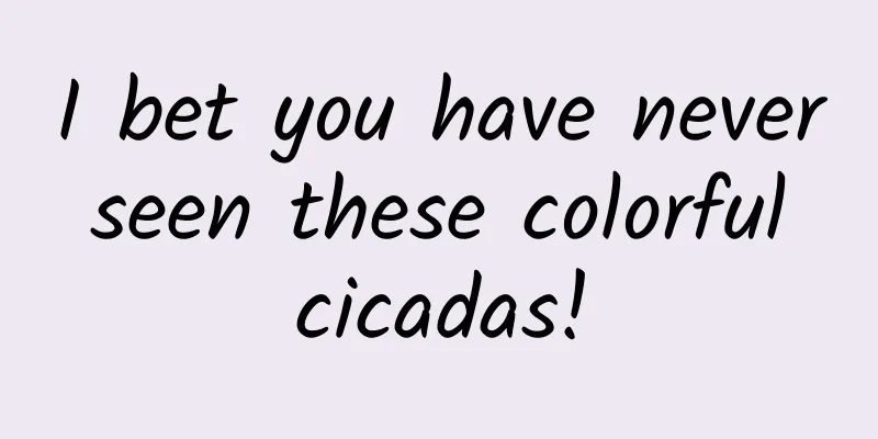 I bet you have never seen these colorful cicadas!