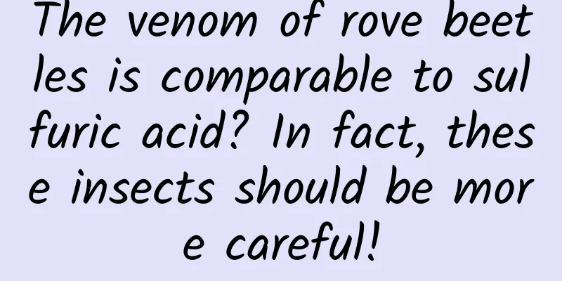 The venom of rove beetles is comparable to sulfuric acid? In fact, these insects should be more careful!