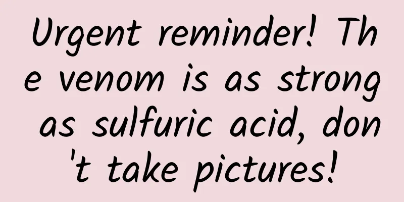 Urgent reminder! The venom is as strong as sulfuric acid, don't take pictures!