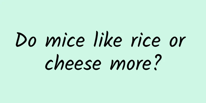 Do mice like rice or cheese more?