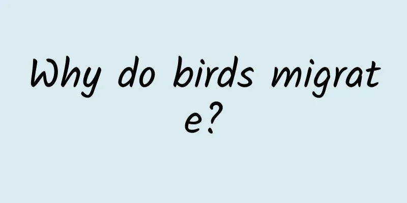 Why do birds migrate?