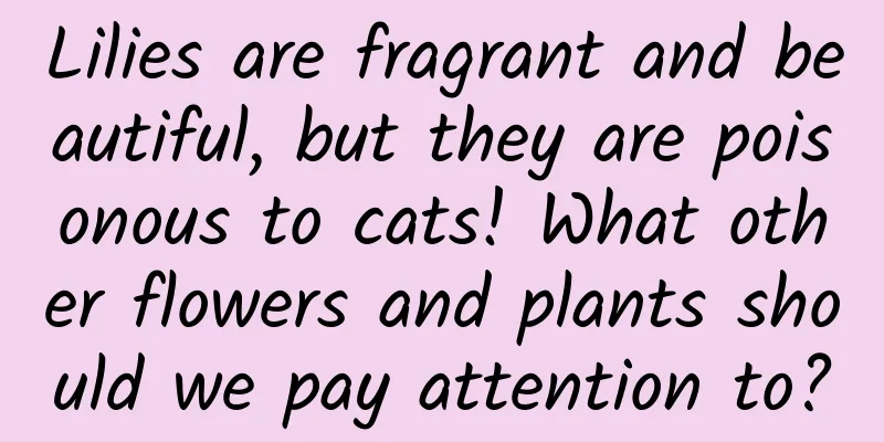 Lilies are fragrant and beautiful, but they are poisonous to cats! What other flowers and plants should we pay attention to?