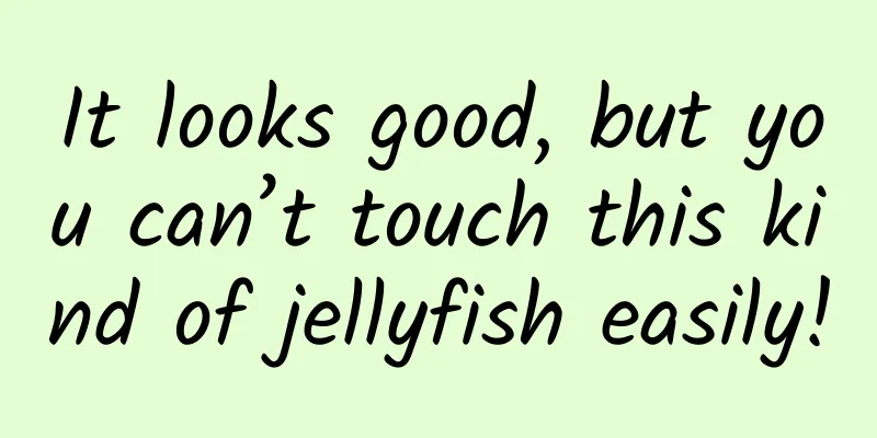 It looks good, but you can’t touch this kind of jellyfish easily!