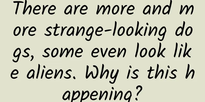There are more and more strange-looking dogs, some even look like aliens. Why is this happening?