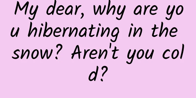 My dear, why are you hibernating in the snow? Aren't you cold?