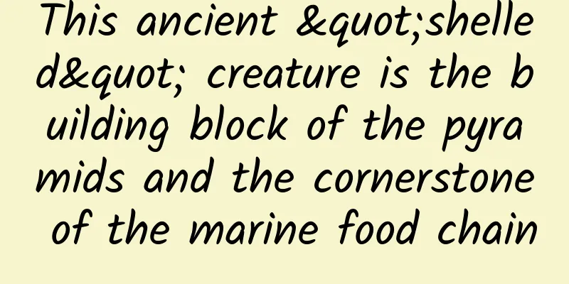 This ancient "shelled" creature is the building block of the pyramids and the cornerstone of the marine food chain
