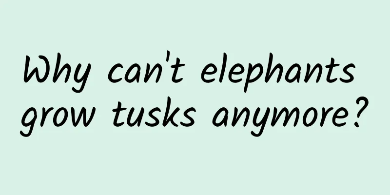 Why can't elephants grow tusks anymore?