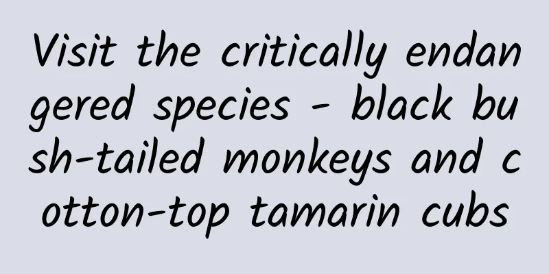 Visit the critically endangered species - black bush-tailed monkeys and cotton-top tamarin cubs