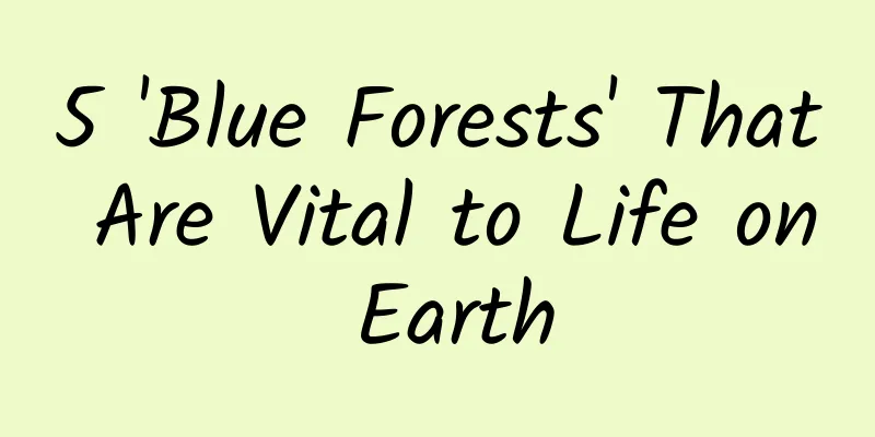 5 'Blue Forests' That Are Vital to Life on Earth