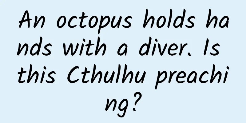 An octopus holds hands with a diver. Is this Cthulhu preaching?