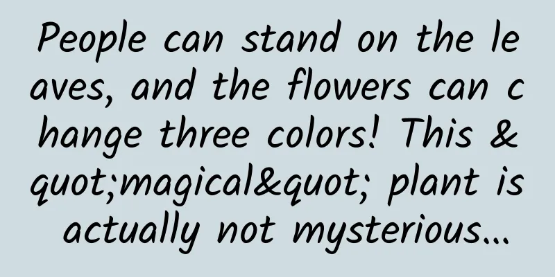 People can stand on the leaves, and the flowers can change three colors! This "magical" plant is actually not mysterious...