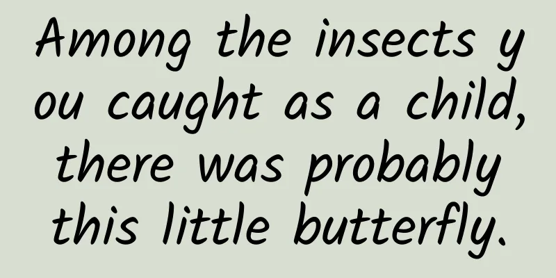 Among the insects you caught as a child, there was probably this little butterfly.