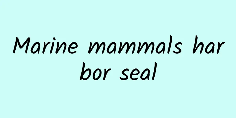 Marine mammals harbor seal